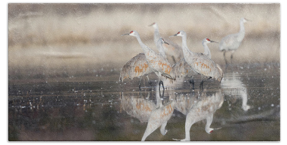 Sandhill Crane Beach Towel featuring the photograph Reflections of Feathers - New Mexico by Puttaswamy Ravishankar