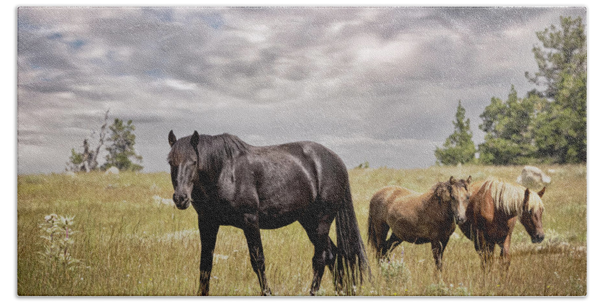 Horse Beach Towel featuring the photograph Stallion #3 by Laura Terriere