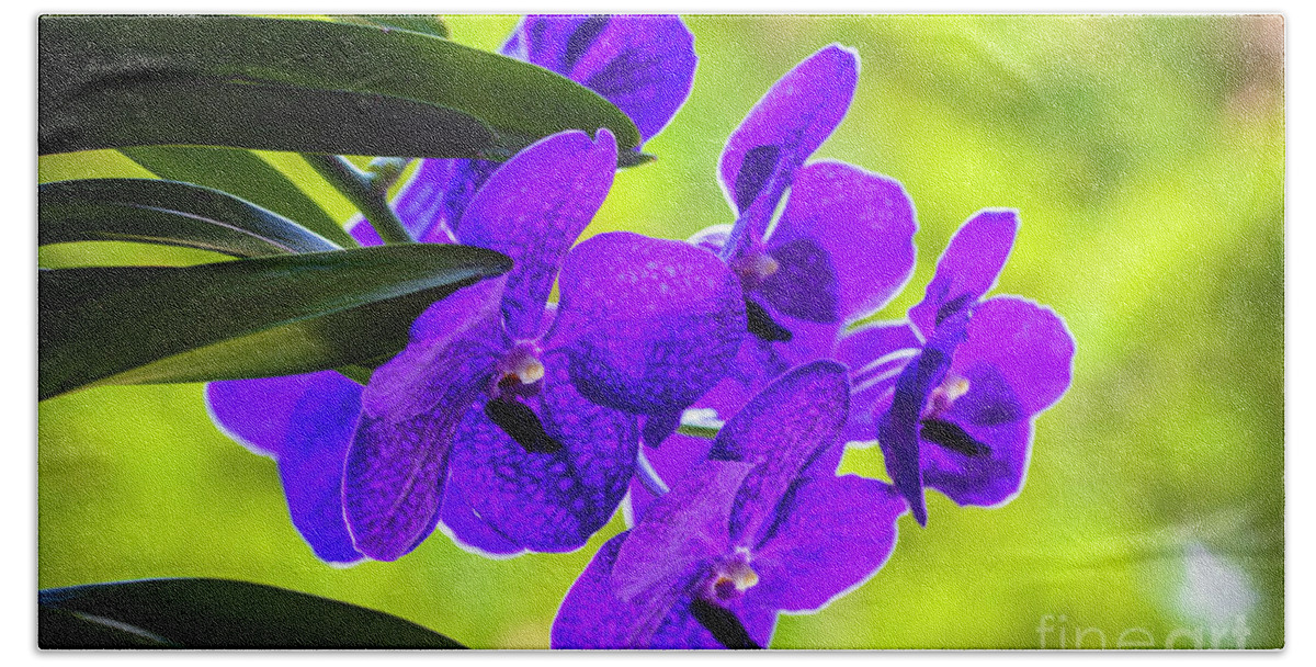 Background Beach Towel featuring the photograph Purple Orchid Flowers #33 by Raul Rodriguez