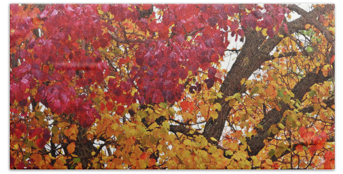 Autumn-leaves Beach Towel featuring the photograph Autumn Leaves #4 by Scott Cameron
