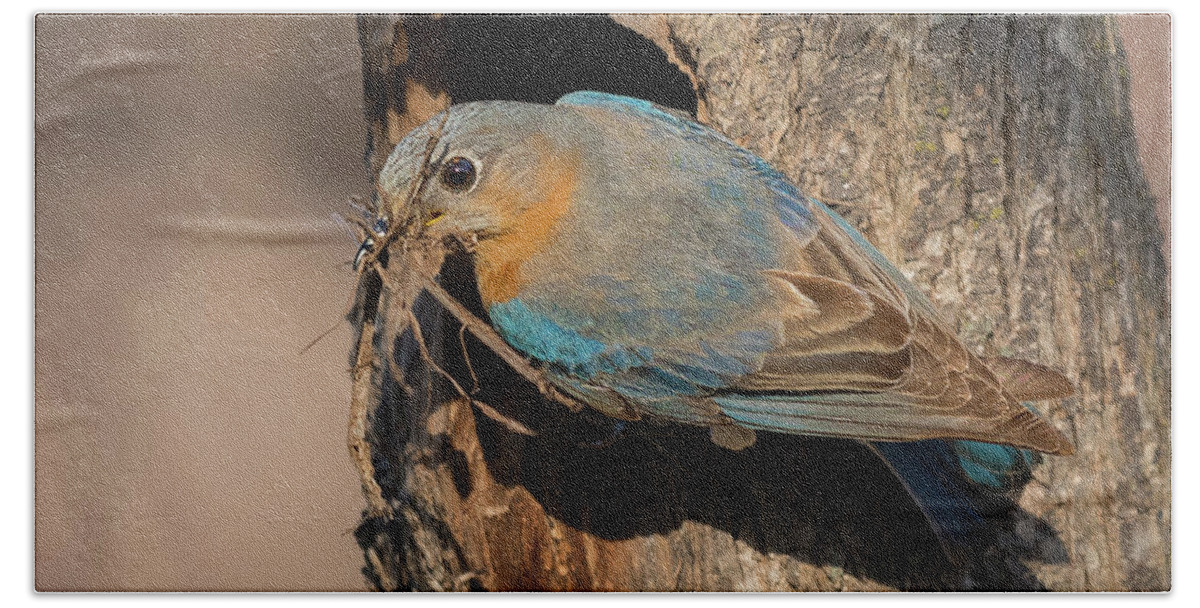 Eastern Bluebird Beach Towel featuring the photograph Eastern Bluebird with nesting material by Puttaswamy Ravishankar