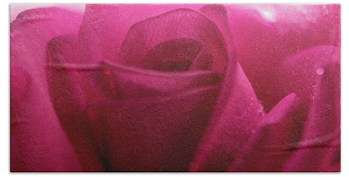 Beauty Beach Towel featuring the photograph Magenta Rose Macro #4 by K Bradley Washburn