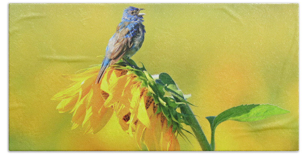 Indigo Bunting Beach Towel featuring the photograph An Indigo Bunting Perched on a Sunflower #5 by Shixing Wen
