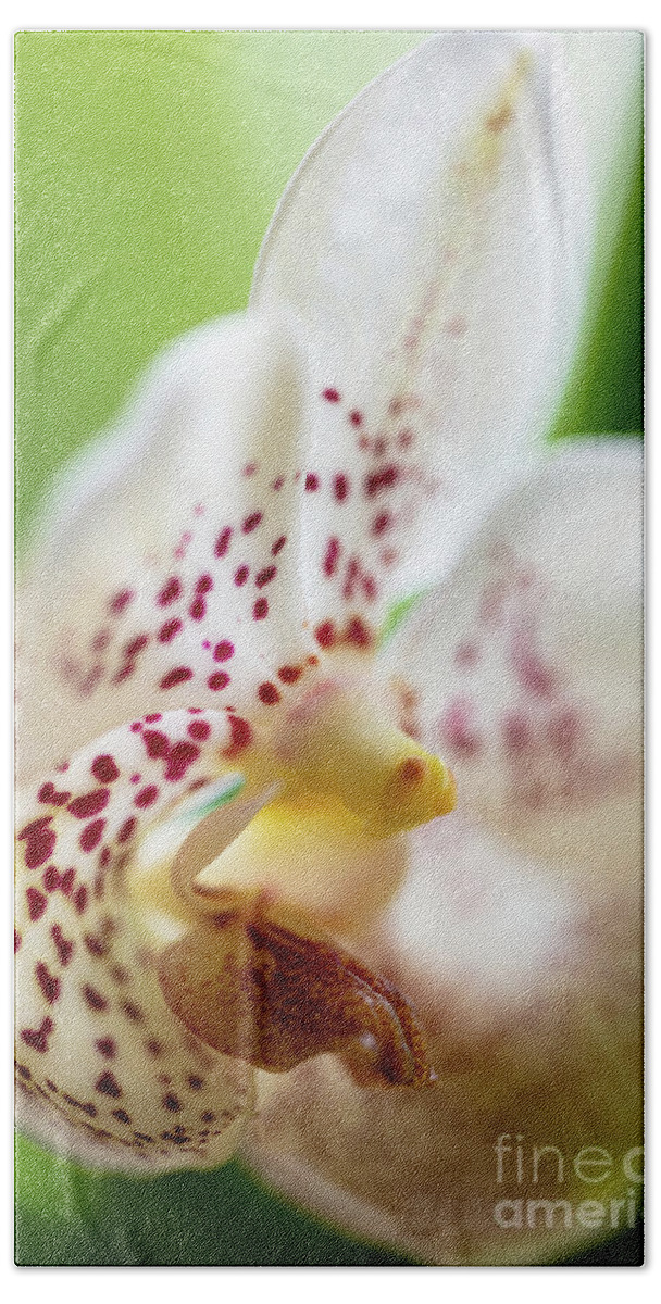 Background Beach Towel featuring the photograph Spotted Orchid Flower #5 by Raul Rodriguez