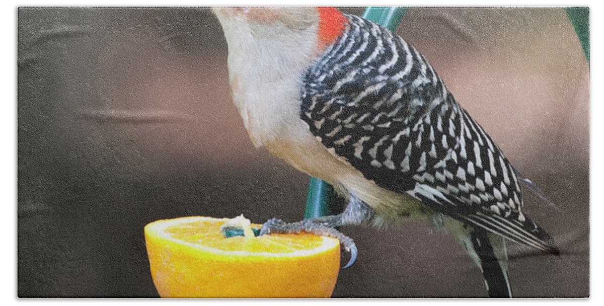 Male Red-bellied Woodpecker Beach Towel featuring the photograph Male Red-bellied Woodpecker #7 by Diane Giurco