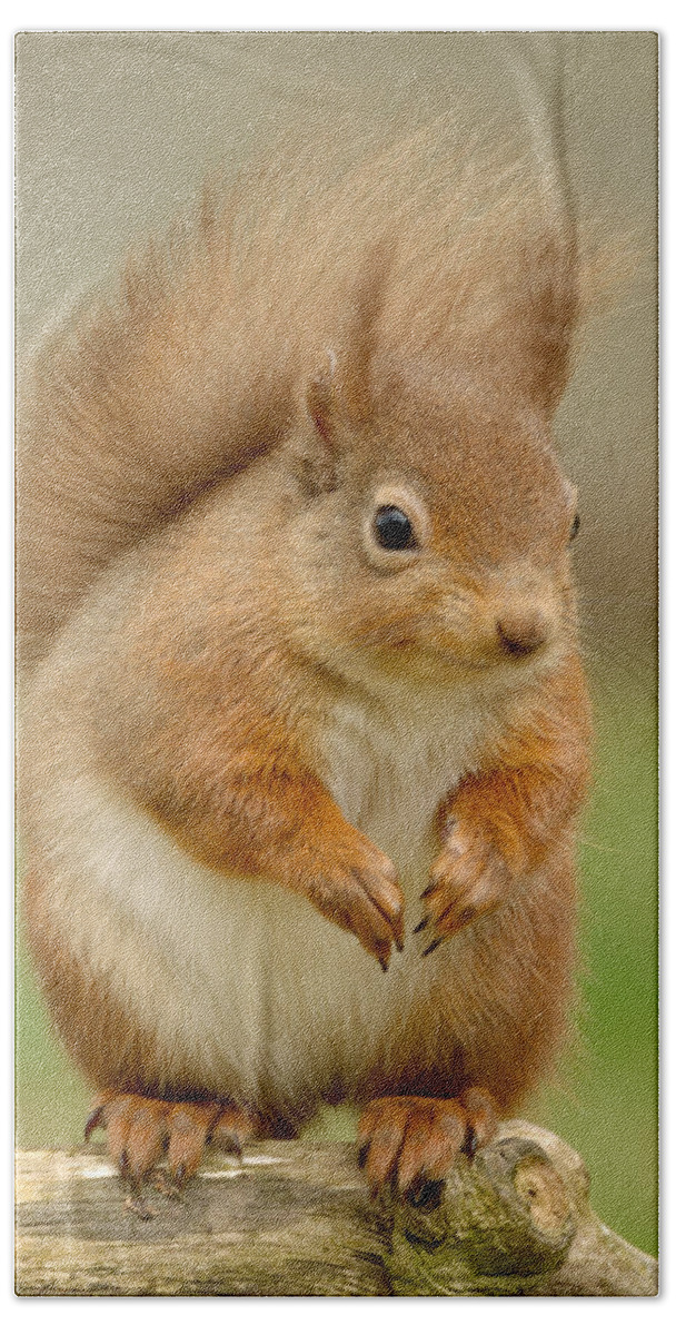 Red Squirrel Beach Towel featuring the photograph Red Squirrel #7 by Gavin MacRae