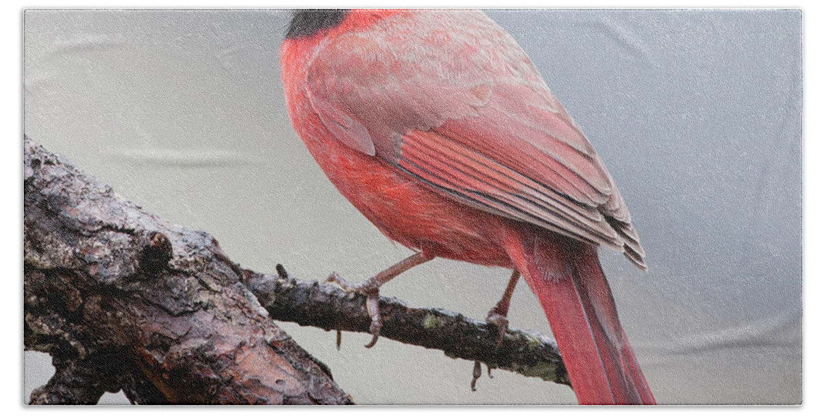 Male Cardinal Beach Towel featuring the photograph Male Cardinal #8 by Diane Giurco