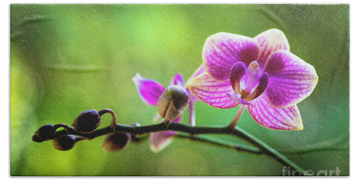 Background Beach Towel featuring the photograph Purple Orchid Flower #8 by Raul Rodriguez