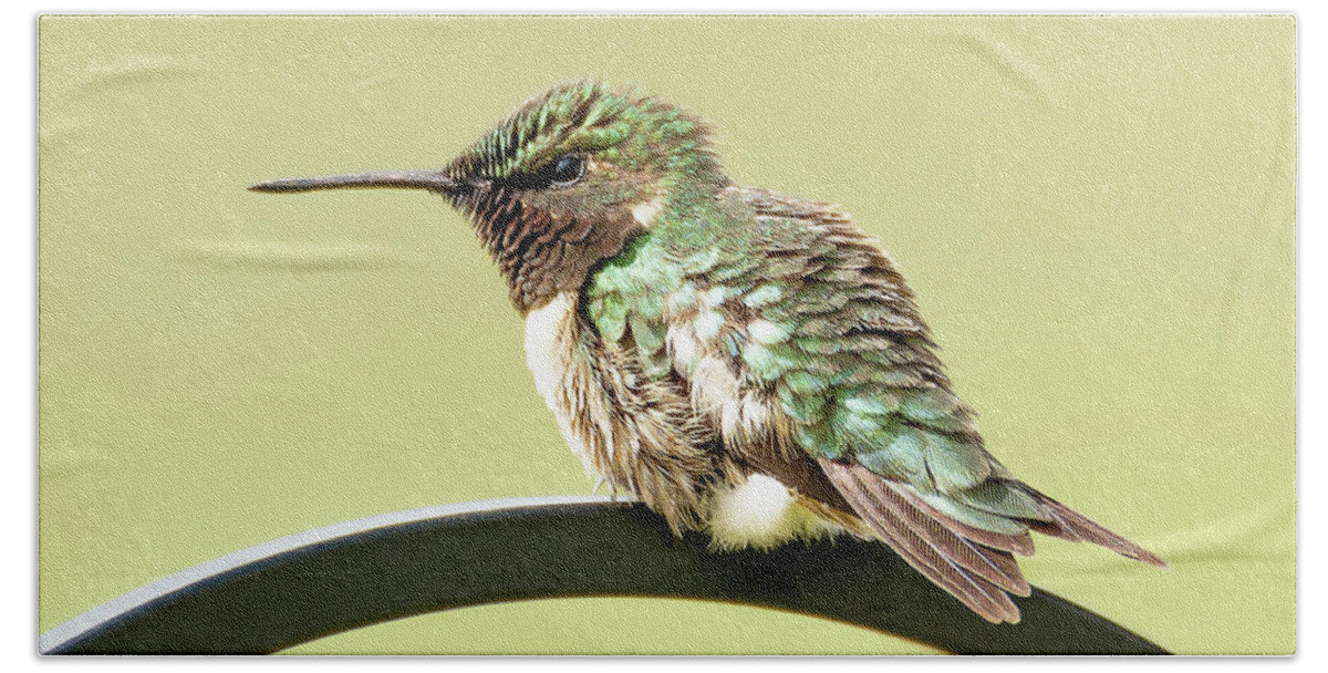 Hummingbird Beach Towel featuring the photograph Hummingbird #9 by Holden The Moment
