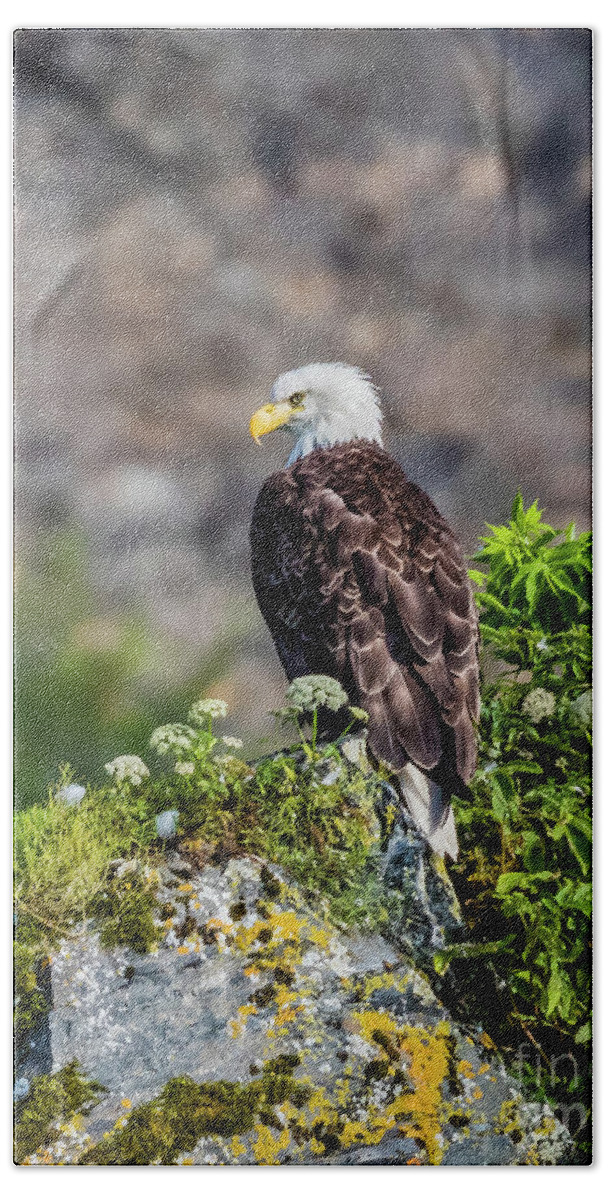 Eagle Beach Towel featuring the photograph Bald eagle sitting on the rock by Lyl Dil Creations