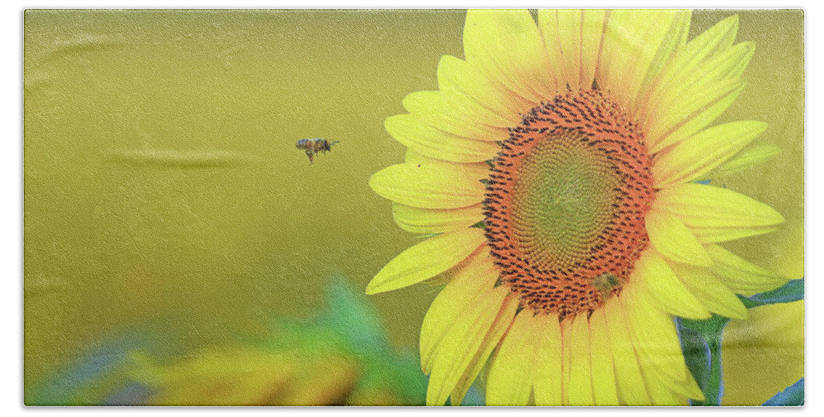  Beach Towel featuring the photograph A Bee Flying toward a Sunflower by Shixing Wen