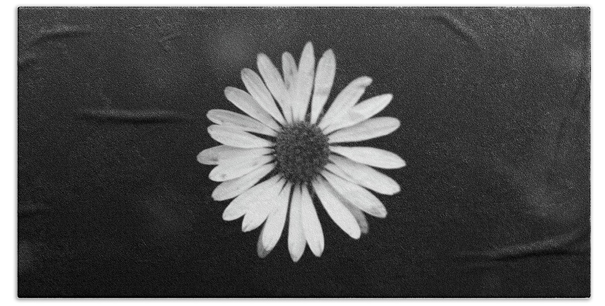 Bellis Perennis Beach Towel featuring the photograph Black and white bloom of bellis perennis by Vaclav Sonnek