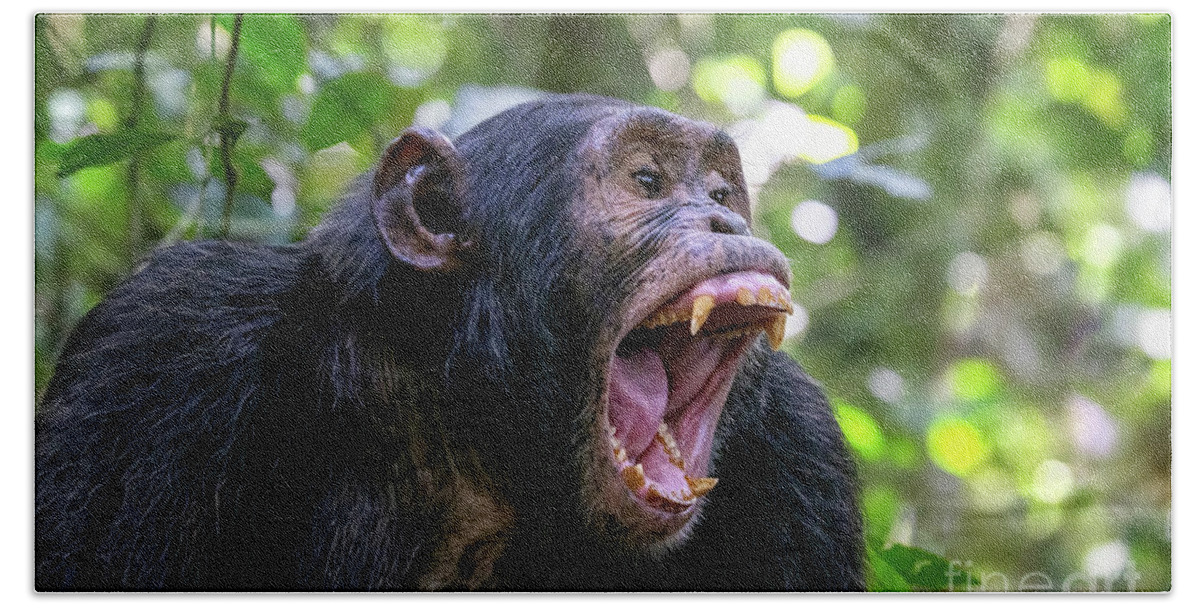 Chimpanzee Beach Towel featuring the photograph A chimpanzee, pan troglodytes, bares his teeth whilst communicat by Jane Rix