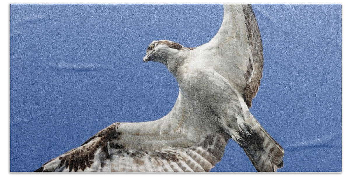 Osprey Beach Towel featuring the photograph A Close-Up of Osprey by Mingming Jiang