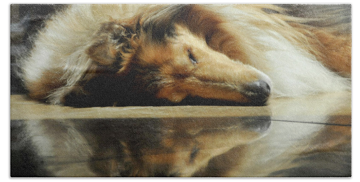 Dog Beach Towel featuring the photograph A Collie's Travertine Reflection by Bonnie Colgan