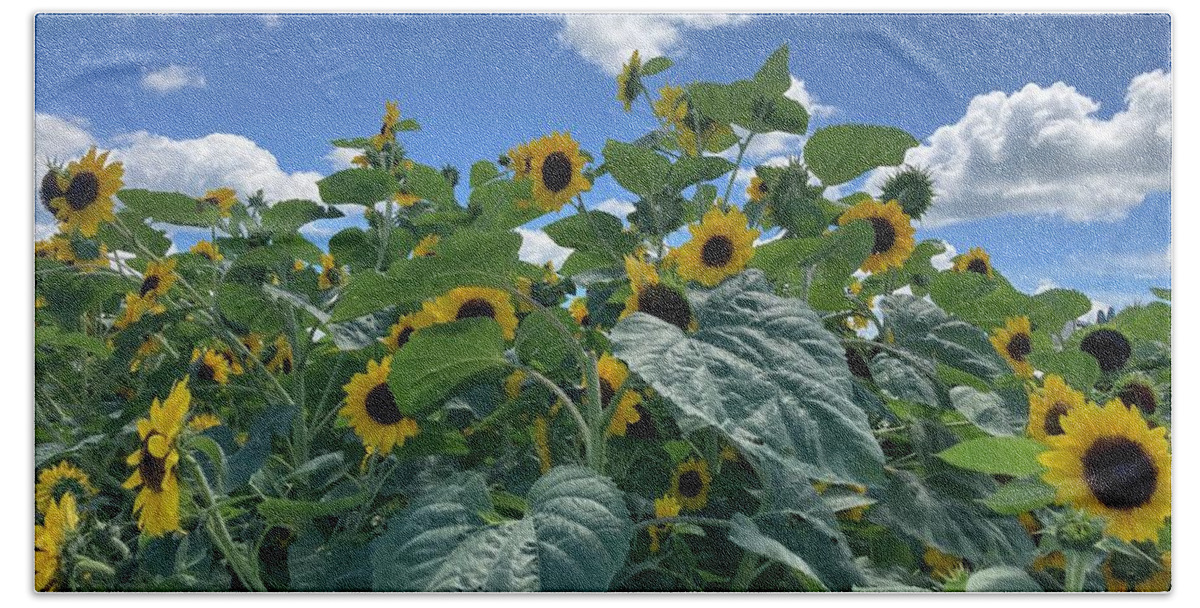 Sunflowers Sky Beach Towel featuring the photograph A Field of Sunflowers by Rich Clewell