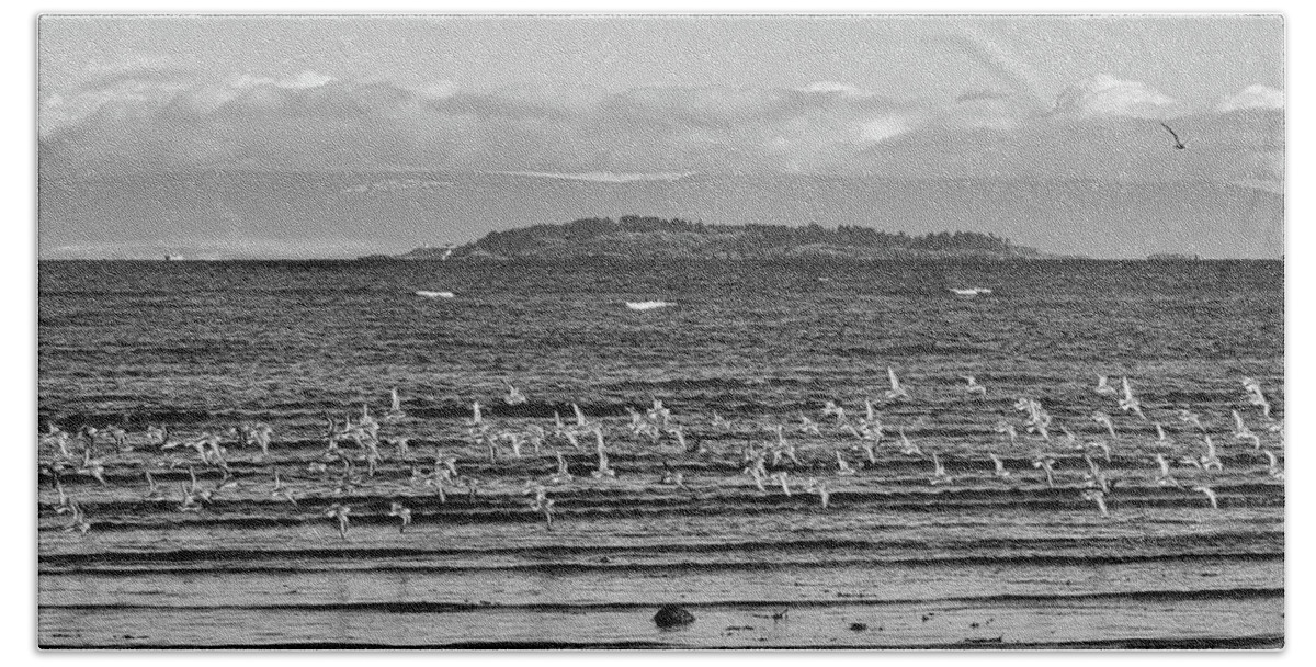 Seascape Beach Towel featuring the photograph A Fling Of Dunlins Black and White by Allan Van Gasbeck