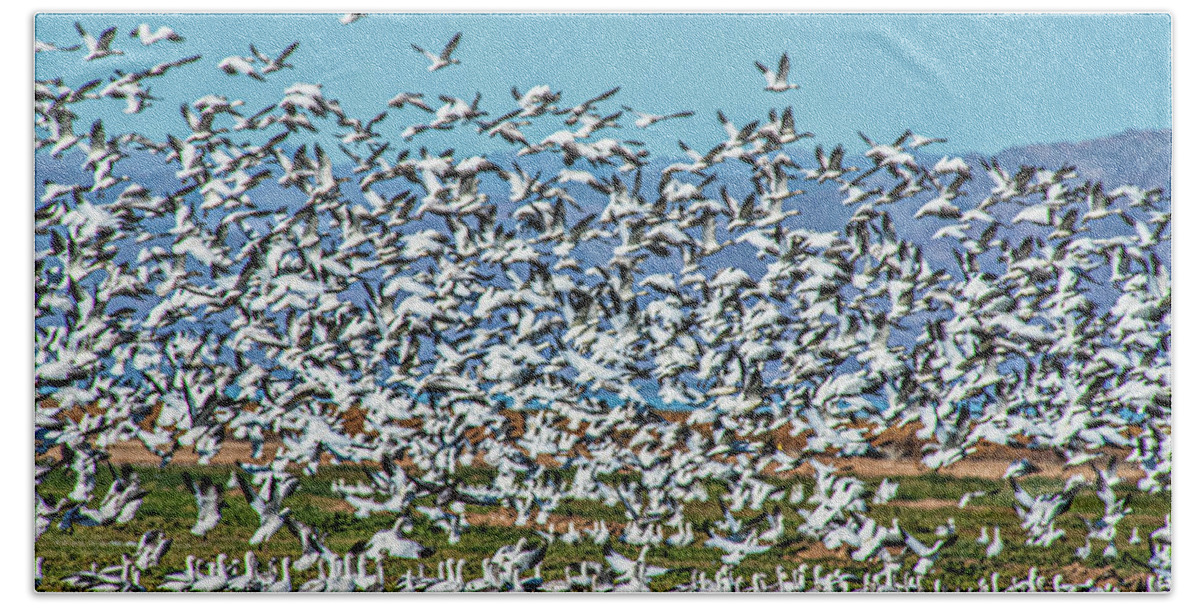 Gaggle Of Snow Geese Beach Towel featuring the photograph A Gaggle of Snow Geese by Daniel Hebard