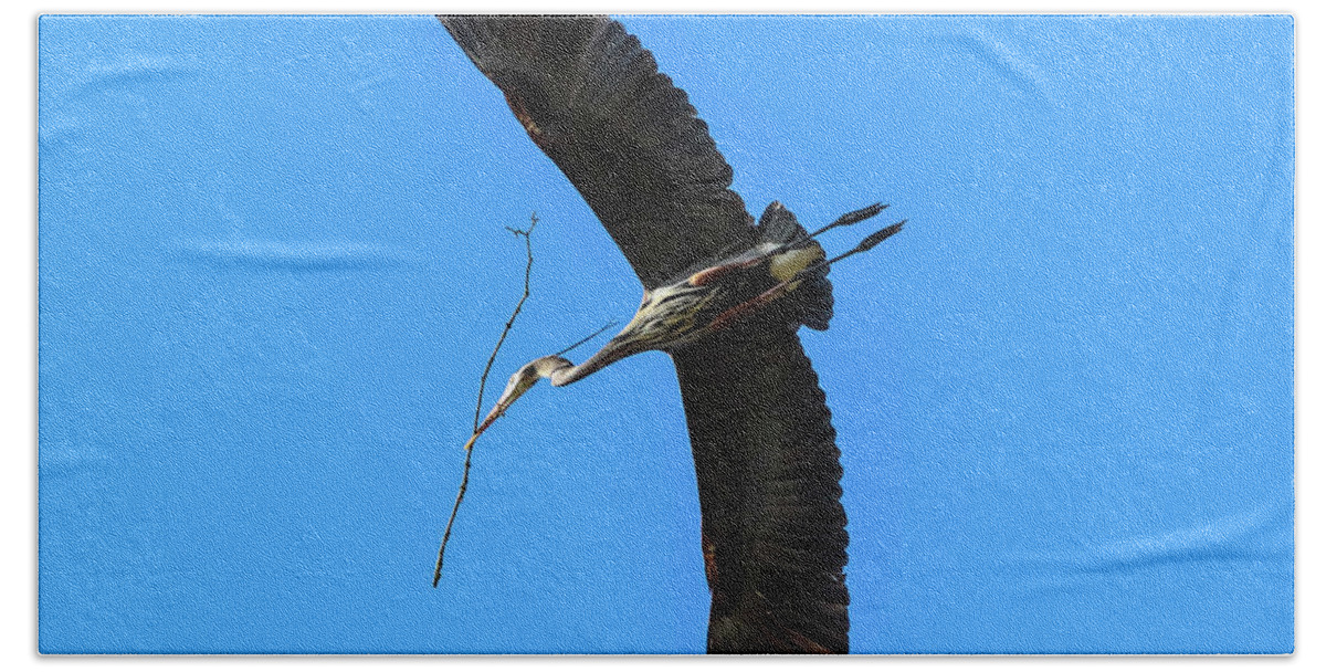 Great Blue Heron Beach Towel featuring the photograph A Great Blue Heron in Flight by Tahmina Watson
