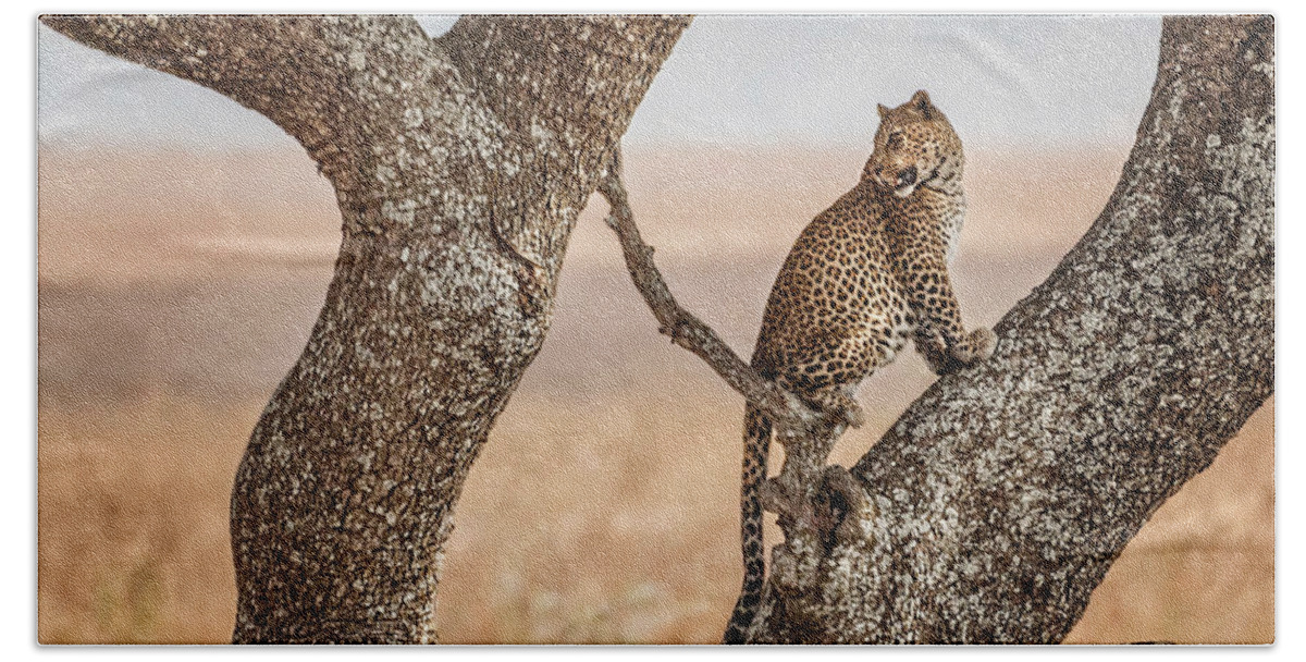 Africa Beach Towel featuring the photograph A Leopard in the Serengeti by Mitchell R Grosky