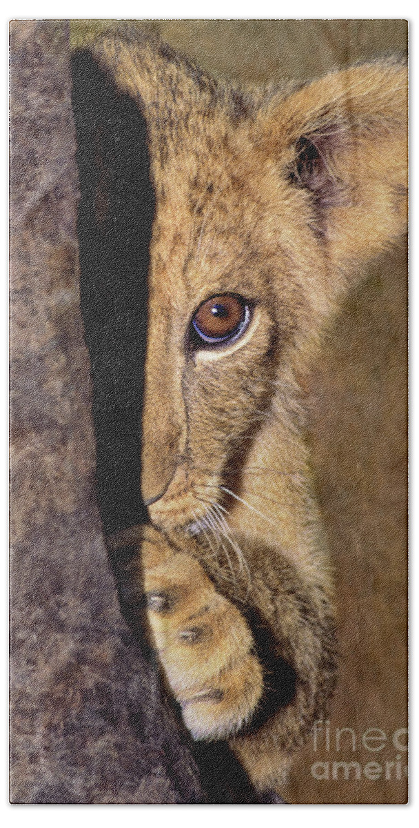 African Lion Beach Sheet featuring the photograph A Lion Cub Plays Hide and Seek Wildlife Rescue by Dave Welling