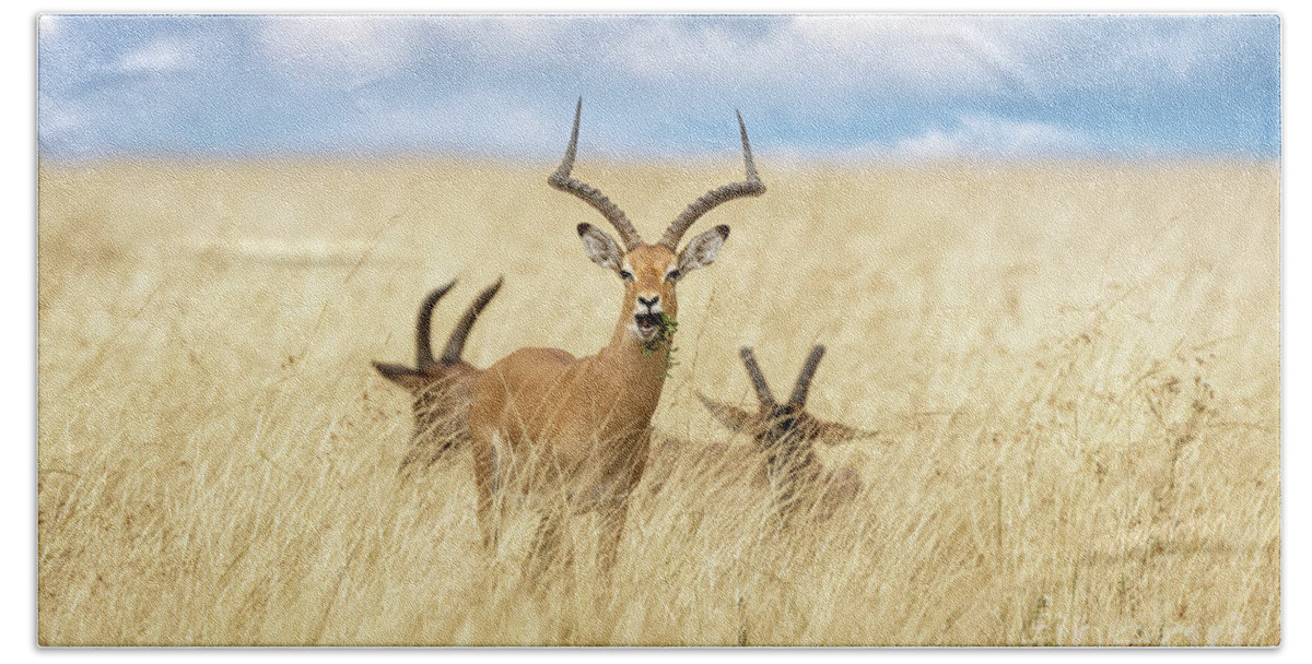 Impala Beach Towel featuring the photograph A male impala, aepyceros melampus, and two topi, damaliscus luna by Jane Rix