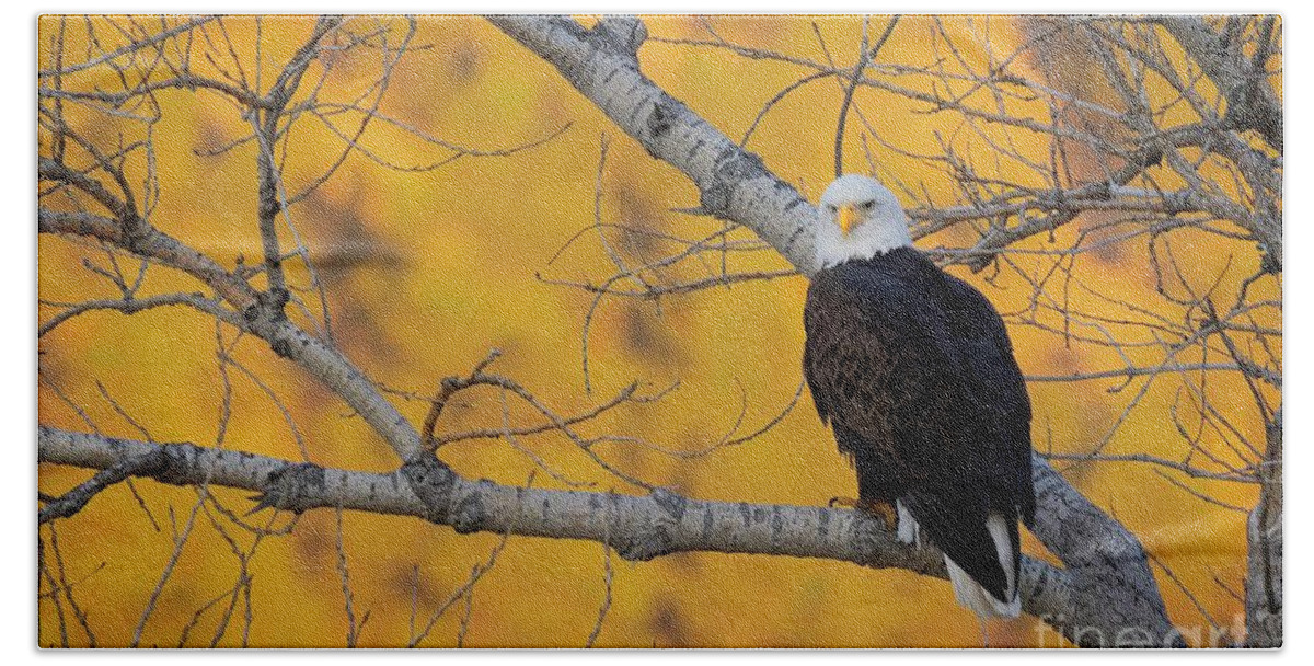 Eagle Beach Towel featuring the photograph A Morning with an Eagle by Ronda Kimbrow