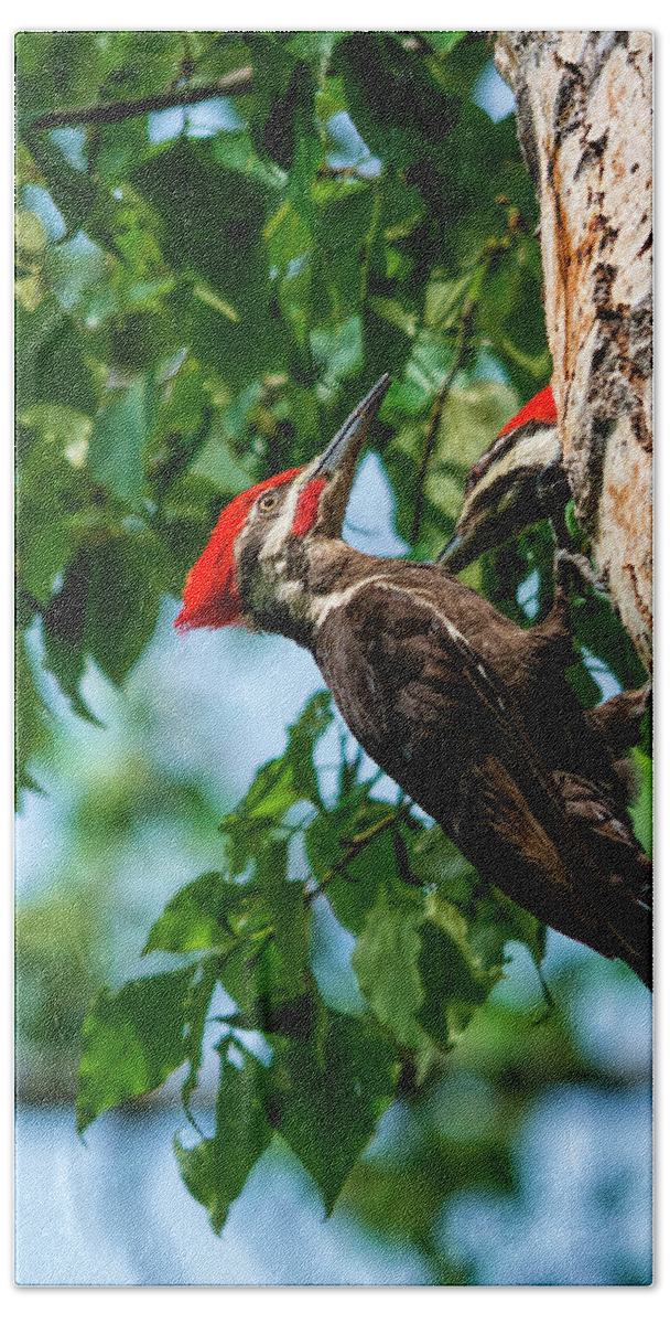 Woodpecker Beach Towel featuring the photograph A Pair Of Pileated by Pamela Dunn-Parrish