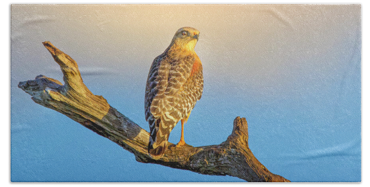 Hawk Beach Towel featuring the photograph A Red Shouldered Hawk at Sunset by Mark Andrew Thomas