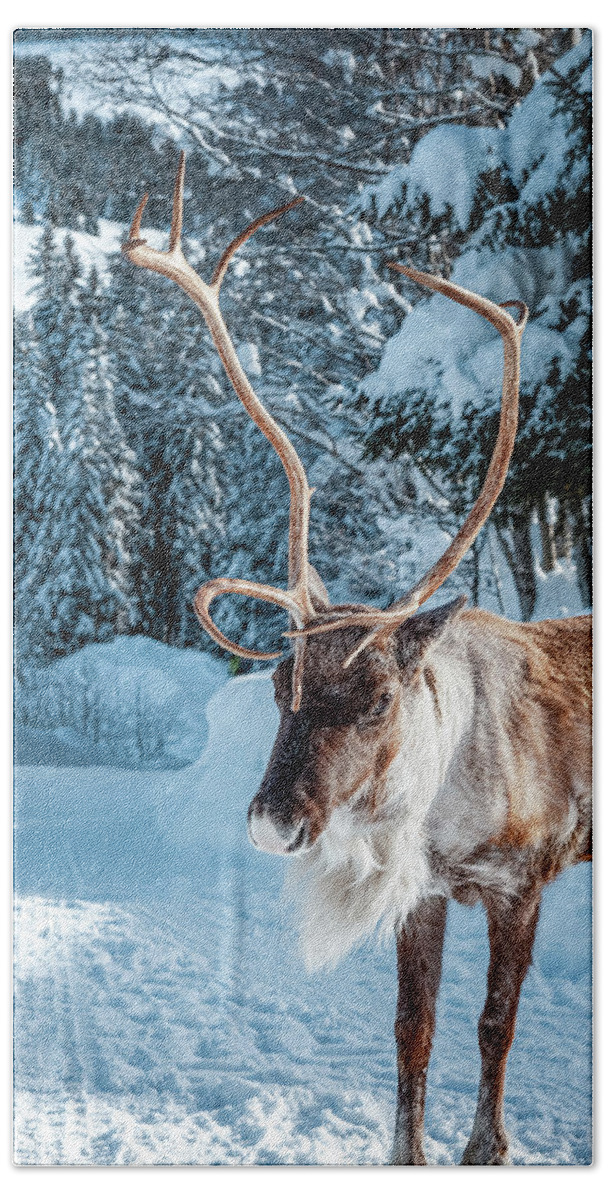 Geneva Beach Towel featuring the photograph A reindeer walks on a snowy road by Benoit Bruchez