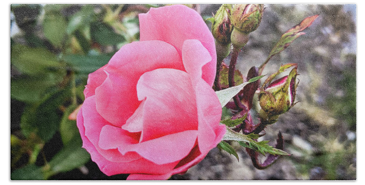 Rose Beach Towel featuring the photograph A Rose is a Rose by Lee Beuther