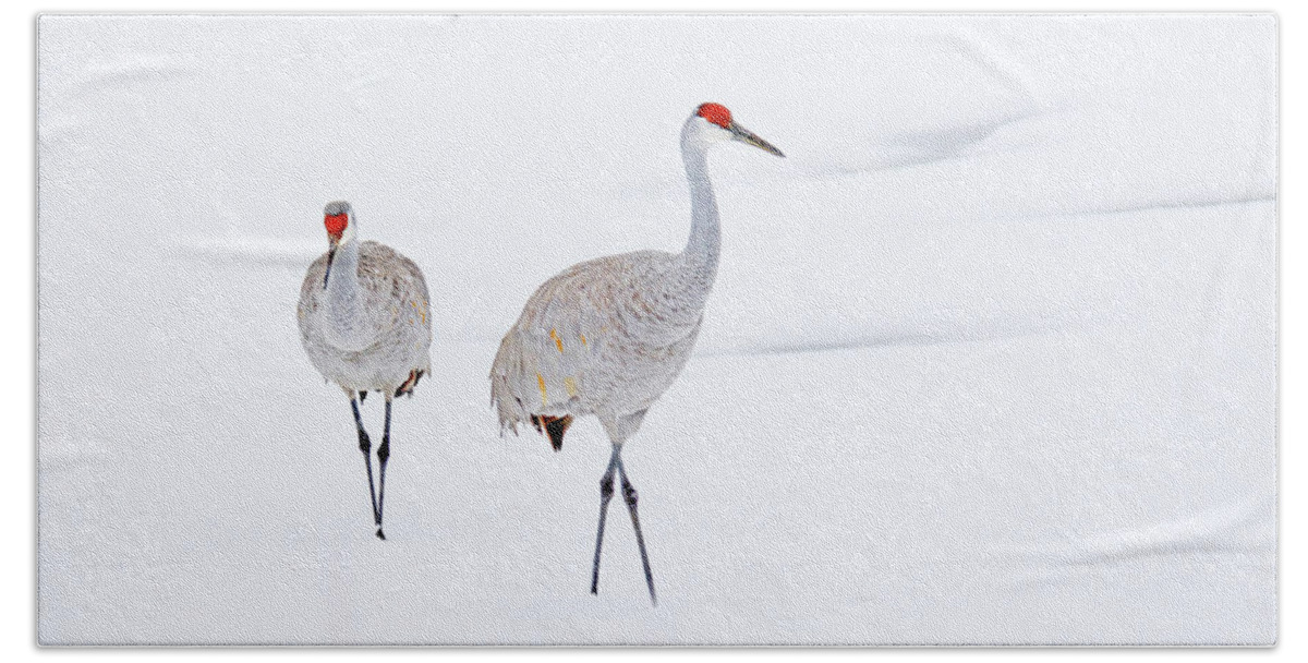 Sandhill Cranes; Wild Bird; Winter; Snow; Michigan Beach Towel featuring the photograph A Sandhill Crane Couple Walking in Snow by Shixing Wen