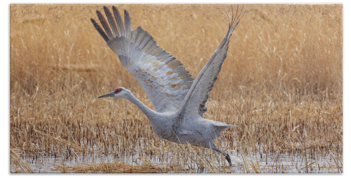 Bosque Del Apache Beach Towel featuring the photograph A Sandhill Takes Flight 4 by Susan Rissi Tregoning