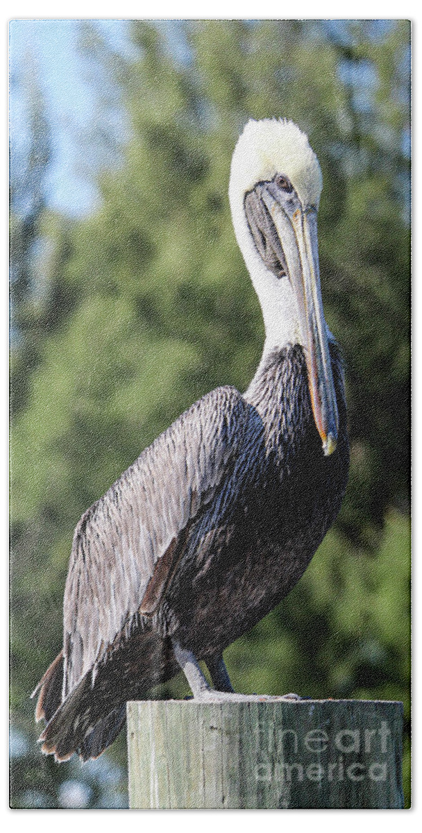 Brown Pelican Beach Towel featuring the photograph A Sweet Pose by Joanne Carey