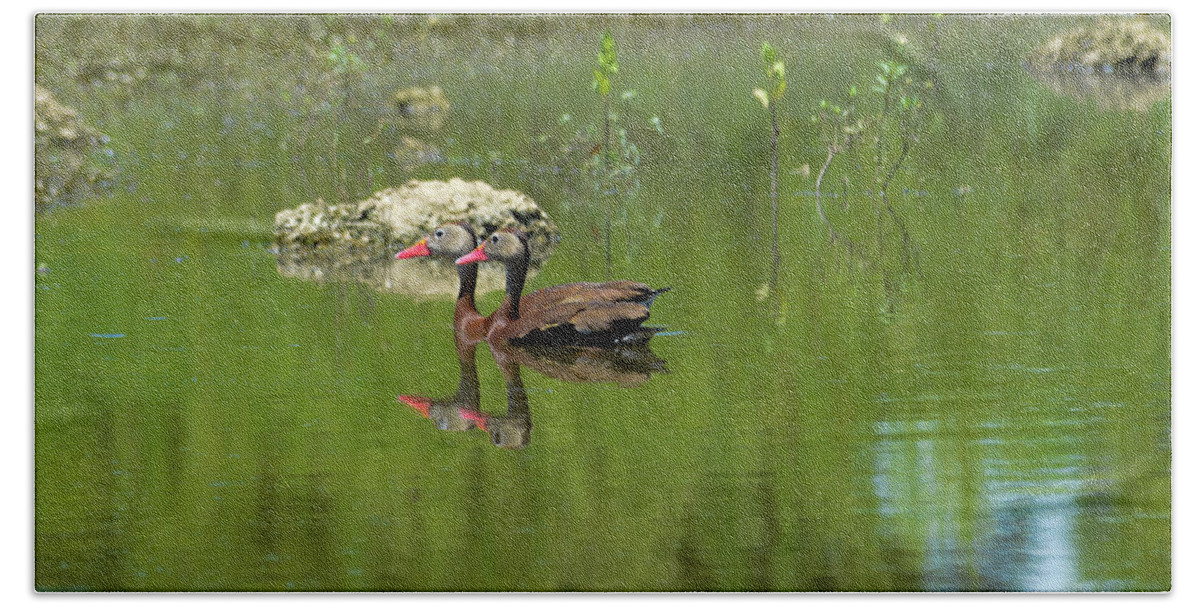 Ducks Beach Towel featuring the photograph A Swim On The Pond by Keith Lovejoy