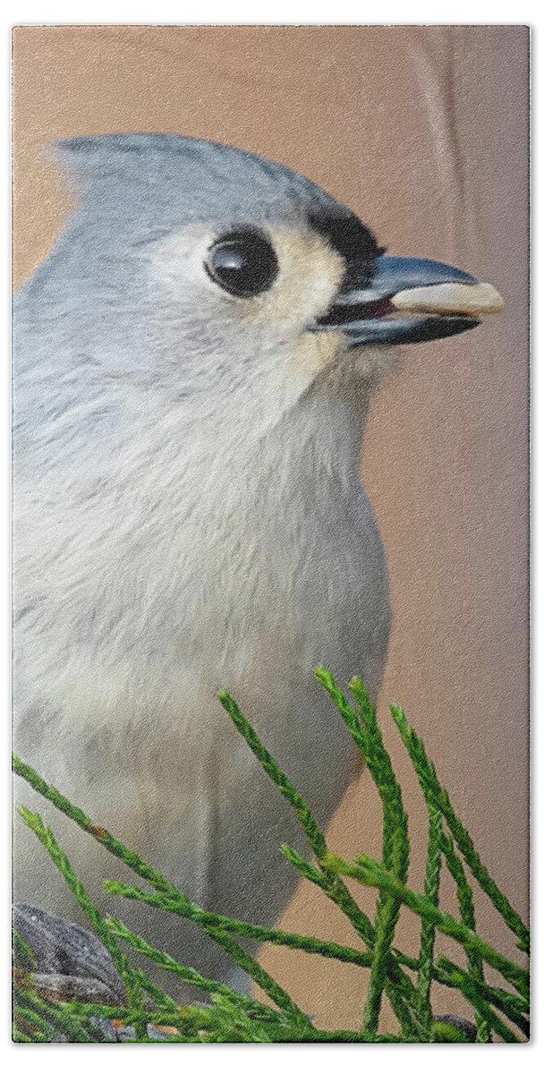 Tufted Titmouse Beach Towel featuring the photograph A Tufted Titmouse in Profile by Sylvia Goldkranz