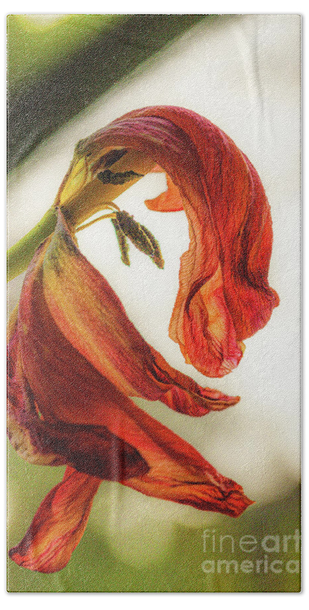 Bloem Beach Towel featuring the photograph A tulip's last bow by Casper Cammeraat