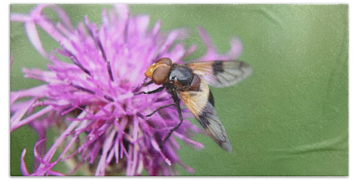 Volucella Pellucens Beach Towel featuring the photograph A Volucella pellucens pollinating red clover by Vaclav Sonnek