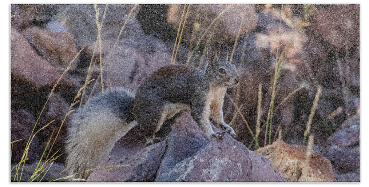 Squirrel Beach Towel featuring the photograph Abert's Squirrel by Laura Putman