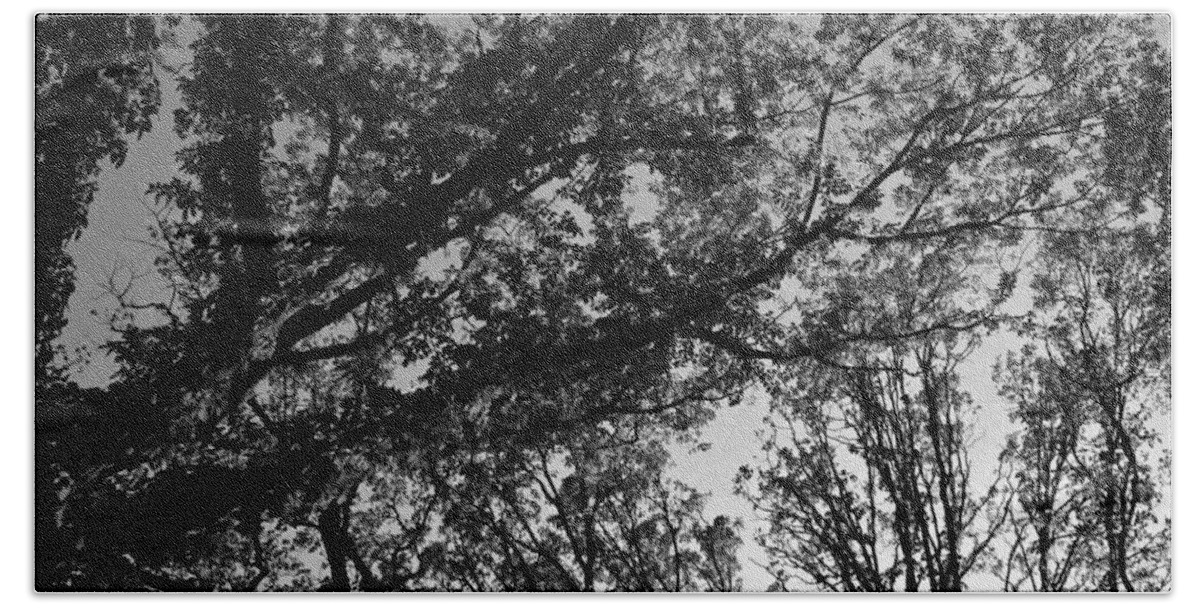 Monochrome Beach Towel featuring the photograph Abstract Autumn Sunlit Tree Branches - Mono by Frank J Casella