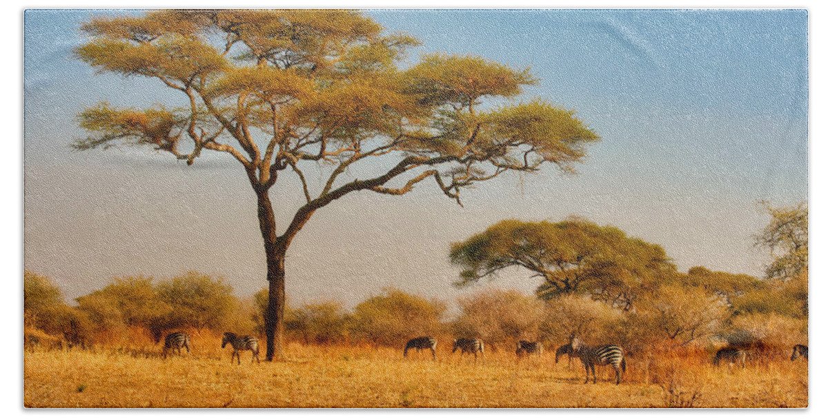 Africa Beach Towel featuring the photograph Acacia Tree and Zebras by Bruce Block