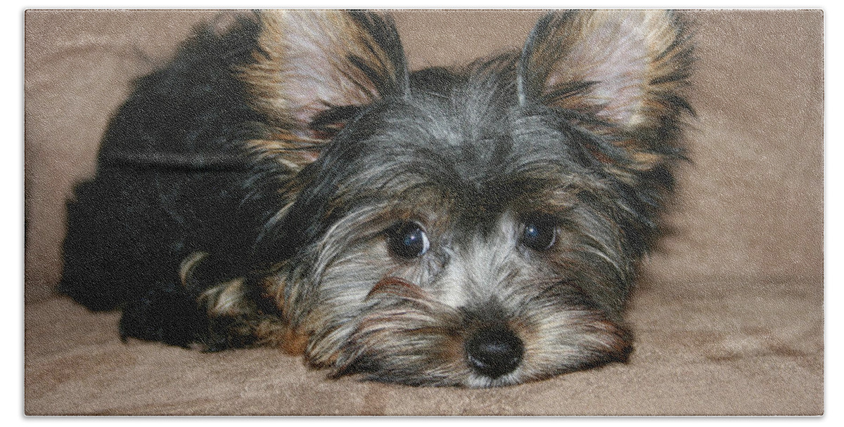 Animal Beach Towel featuring the photograph Adorable Yorkie Puppy 2 by Dawn Richards