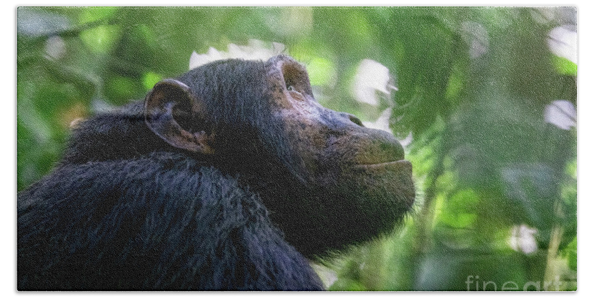 Chimpanzee Beach Towel featuring the photograph Adult chimpanzee, pan troglodytes, side profile in sunlight. in by Jane Rix