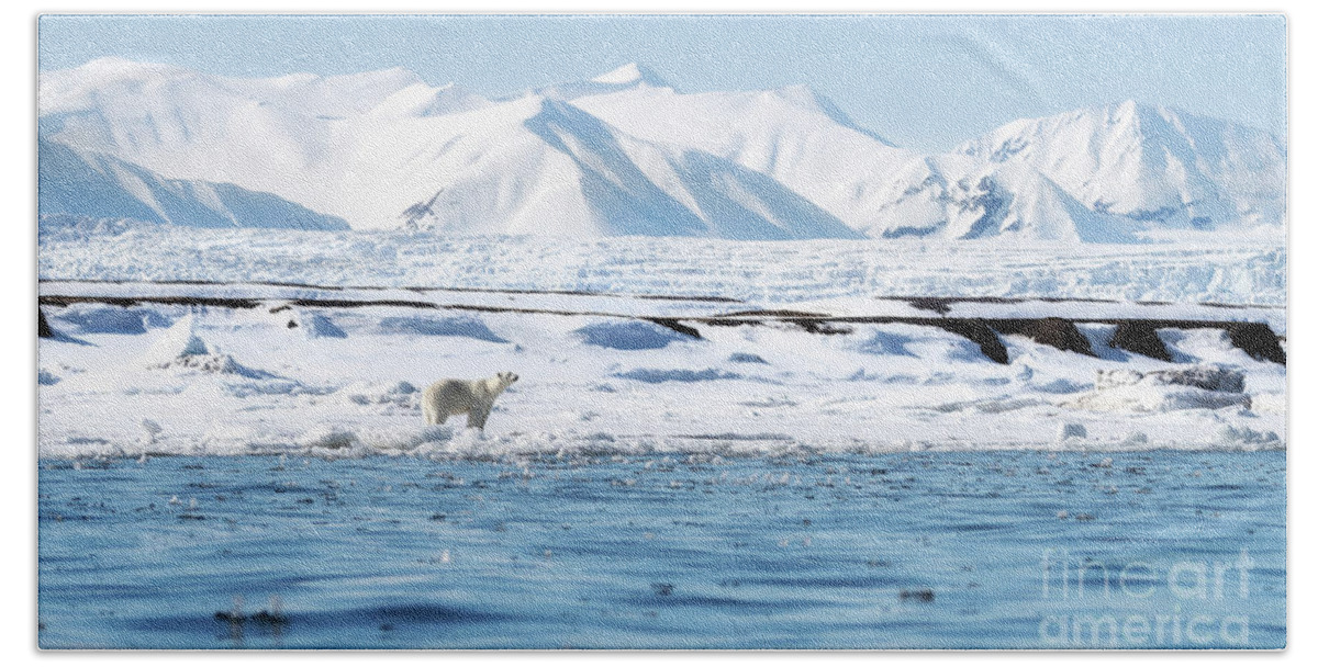 Wilderness Beach Towel featuring the photograph Adult female polar bear walks along the fast ice in Svalbard, with snow covered mountains and a glacier behind by Jane Rix