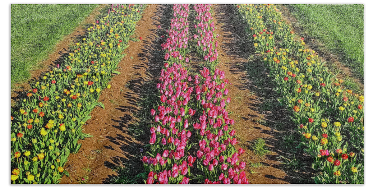 Tulip Beach Towel featuring the photograph Aerial Rows Of Tulips by Susan Candelario