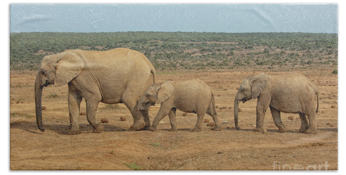Africa Beach Towel featuring the photograph African elephant family in a row in South Africa by Patricia Hofmeester