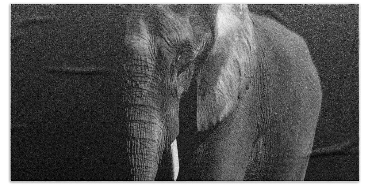 Black Beach Towel featuring the photograph African Elephant in Black and White by Carolyn Hutchins