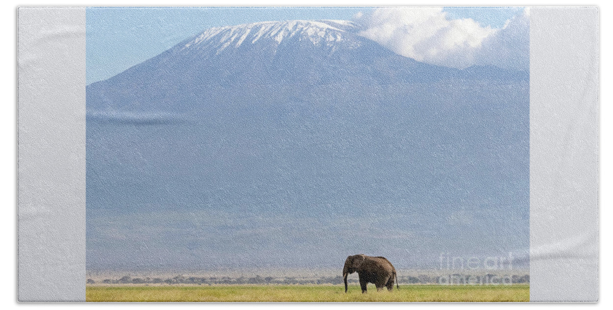 Elephant Beach Towel featuring the photograph African elephant walks across the grassland of Amboseli National park, Kenya. A snow covered Mount Kilimajaro can be seen in the background. by Jane Rix