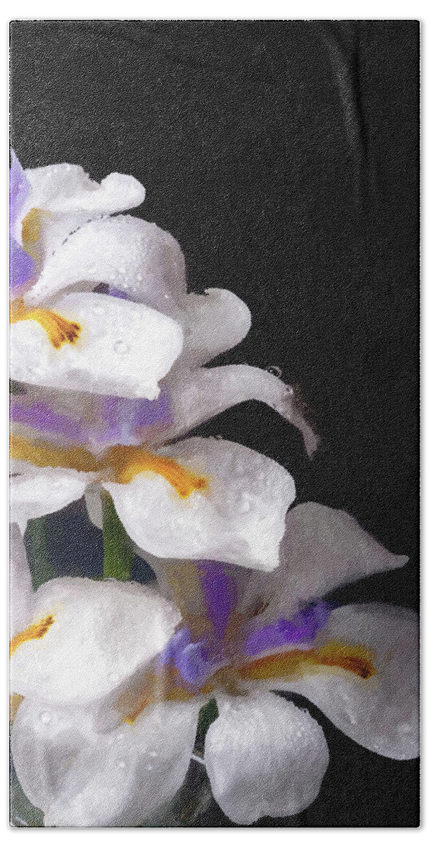 Nature Beach Towel featuring the photograph African Irises - XXII-P by W Chris Fooshee