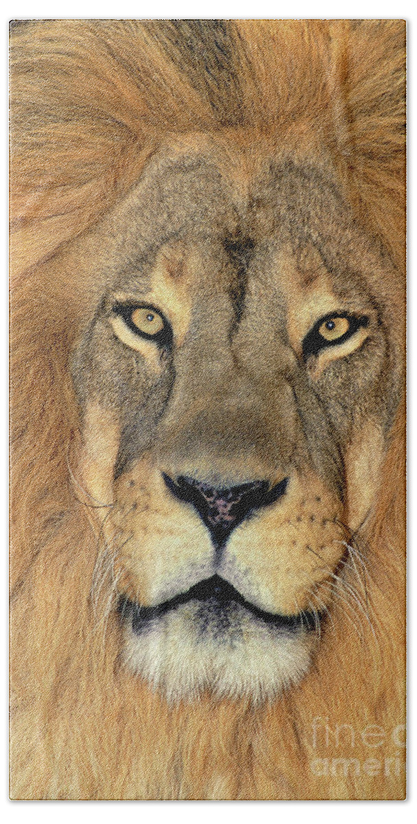 African Lion Beach Towel featuring the photograph African Lion Portrait Wildlife Rescue by Dave Welling